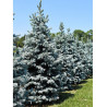 PICEA pungens HOOPSII (Épicéa du Colorado Hoopsii, Sapin bleu Hoopsii)