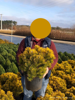 PINUS mugo WINTER GOLD En pot de 10-12 litres