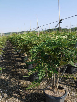 MAHONIA media WINTER SUN En pot de 25-30 litres