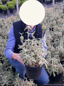 PHLOMIS fruticosa En pot de 4-5 litres