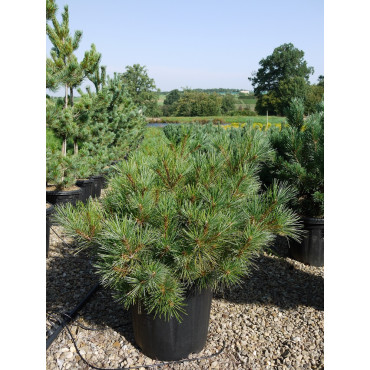 PINUS strobus RADIATA (Pin Weymouth nain) En pot de 15-20 litres