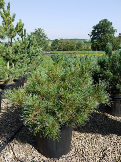 PINUS strobus RADIATA En pot de 25-30 litres