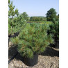 PINUS strobus RADIATA (Pin Weymouth nain) En pot de 15-20 litres