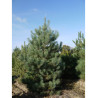 PINUS sylvestris (Pin sylvestre)