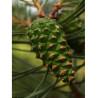 PINUS sylvestris (Pin sylvestre)