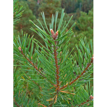 PINUS sylvestris (Pin sylvestre)