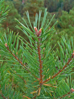 PINUS sylvestris