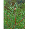 PINUS sylvestris (Pin sylvestre)