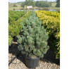 PINUS sylvestris WATERERI (Pin sylvestre nain de Waterer) En pot de 25-30 litres