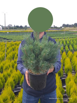 PINUS sylvestris WATERERI En pot de 4-5 litres