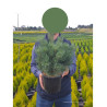 PINUS sylvestris WATERERI (Pin sylvestre nain de Waterer) En pot de 4-5 litres