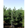 PINUS sylvestris (Pin sylvestre) En pot de 35-50 litres