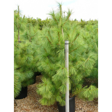 PINUS griffithii (Pin de l'Himalaya) En pot de 35-50 litres