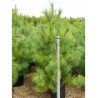 PINUS griffithii (Pin de l'Himalaya) En pot de 35-50 litres