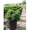 PINUS mugo MOPS (Pin des montagnes) En pot de 15-20 litres