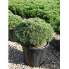 PINUS mugo MOPS (Pin des montagnes) En pot de 15-20 litres