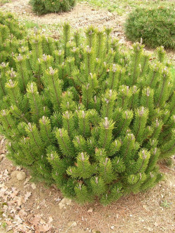 PINUS mugo var.mughus