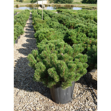 PINUS mugo var.pumilio (Pin des montagnes) En pot de 25-30 litres