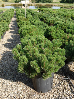PINUS mugo var.pumilio En pot de 35-50 litres