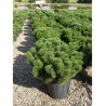 PINUS mugo var.pumilio (Pin des montagnes) En pot de 25-30 litres