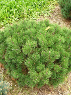PINUS mugo var.pumilio