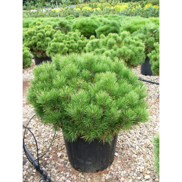 PINUS mugo var.pumilio (Pin des montagnes) En pot de 25-30 litres