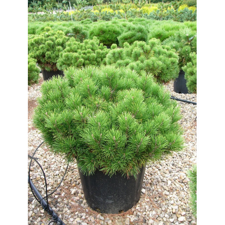 PINUS mugo var.pumilio (Pin des montagnes)