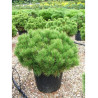 PINUS mugo var.pumilio (Pin des montagnes) En pot de 25-30 litres