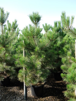 PINUS nigra ssp. nigra En pot de 35-50 litres