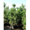 PINUS nigra ssp. nigra (Pin noir d'Autriche) En pot de 35-50 litres