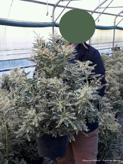 PIERIS japonica FLAMING SILVER En pot de 10-12 litres