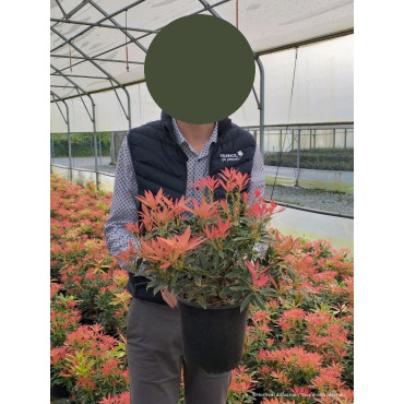 PIERIS japonica FLAMING SILVER (Andromède du Japon) En pot de 4-5 litres forme buisson