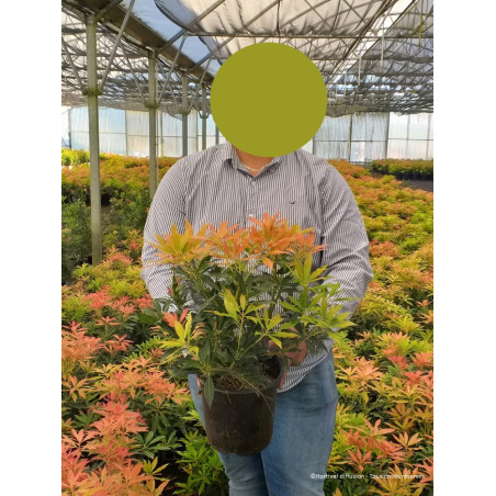 PIERIS japonica FOREST FLAME (Andromède du Japon)