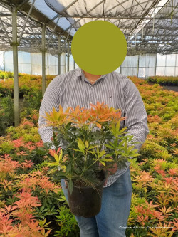 PIERIS japonica FOREST FLAME En pot de 4-5 litres