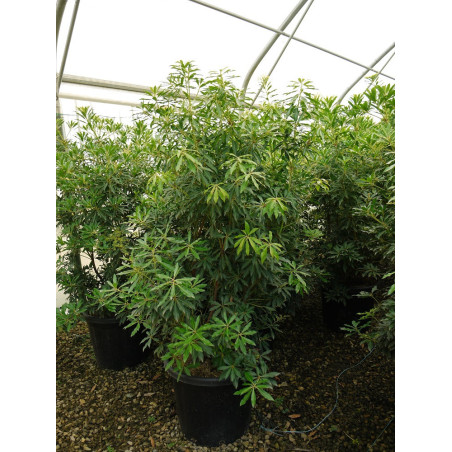 PIERIS japonica FOREST FLAME (Andromède du Japon)