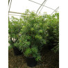 PIERIS japonica FOREST FLAME (Andromède du Japon) En pot de 35-50 litres forme buisson