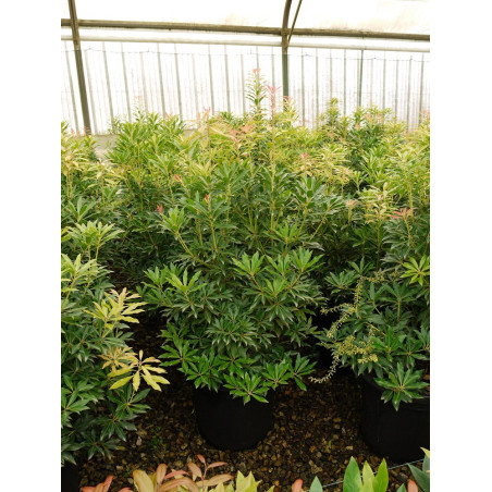 PIERIS japonica FOREST FLAME (Andromède du Japon)