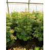 PIERIS japonica FOREST FLAME (Andromède du Japon) En pot de 15-20 litres forme buisson