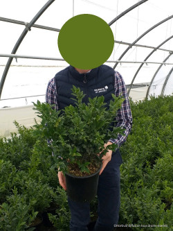 SARCOCOCCA confusa En pot de 4-5 litres