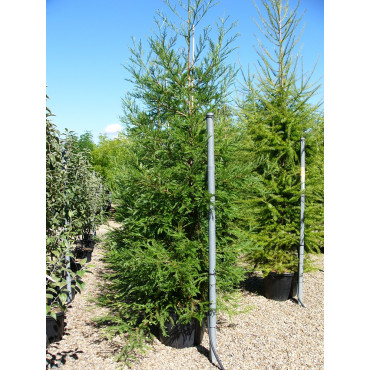 SEQUOIA sempervirens (Séquoia à feuilles d'if, Red wood de Californie) En pot de 70-90 litres