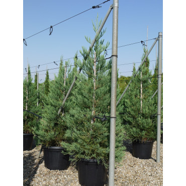 SEQUOIADENDRON giganteum (Séquoia géant) En pot de 35-50 litres