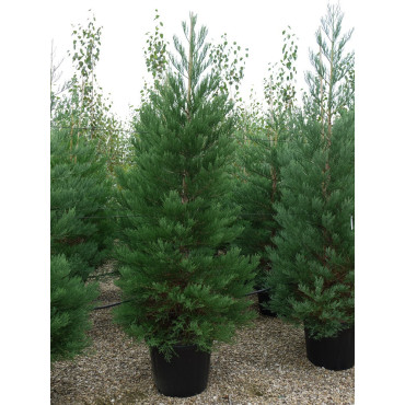 SEQUOIADENDRON giganteum (Séquoia géant) En pot de 70-90 litres