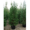 SEQUOIADENDRON giganteum (Séquoia géant) En pot de 70-90 litres