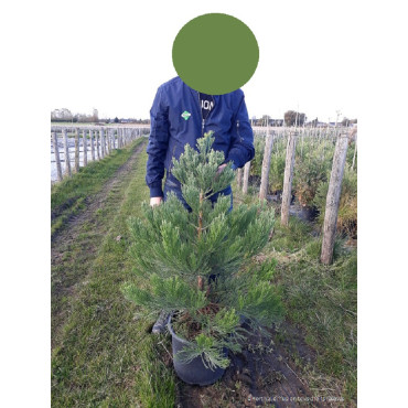 SEQUOIADENDRON giganteum (Séquoia géant) En pot de 15-20 litres