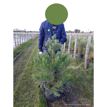 SEQUOIADENDRON giganteum (Séquoia géant) En pot de 15-20 litres