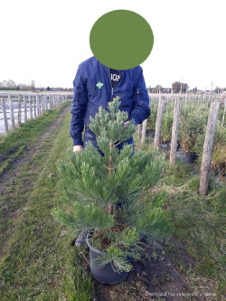 SEQUOIADENDRON giganteum En pot de 15-20 litres