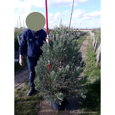 SEQUOIADENDRON giganteum (Séquoia géant) En pot de 25-30 litres