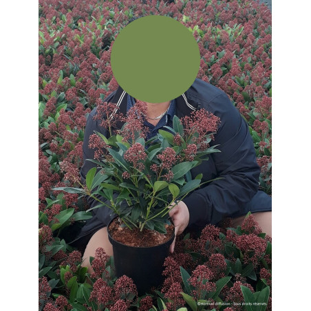 SKIMMIA japonica RUBELLA (Skimmia du Japon)