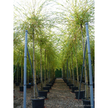 SALIX sepulcralis TRISTIS (Saule pleureur) En pot de 35-50 litres forme tige hauteur du tronc 180-200 cm