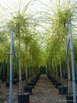 SALIX sepulcralis TRISTIS En pot de 35-50 litres tige hauteur du tronc 190-210 cm